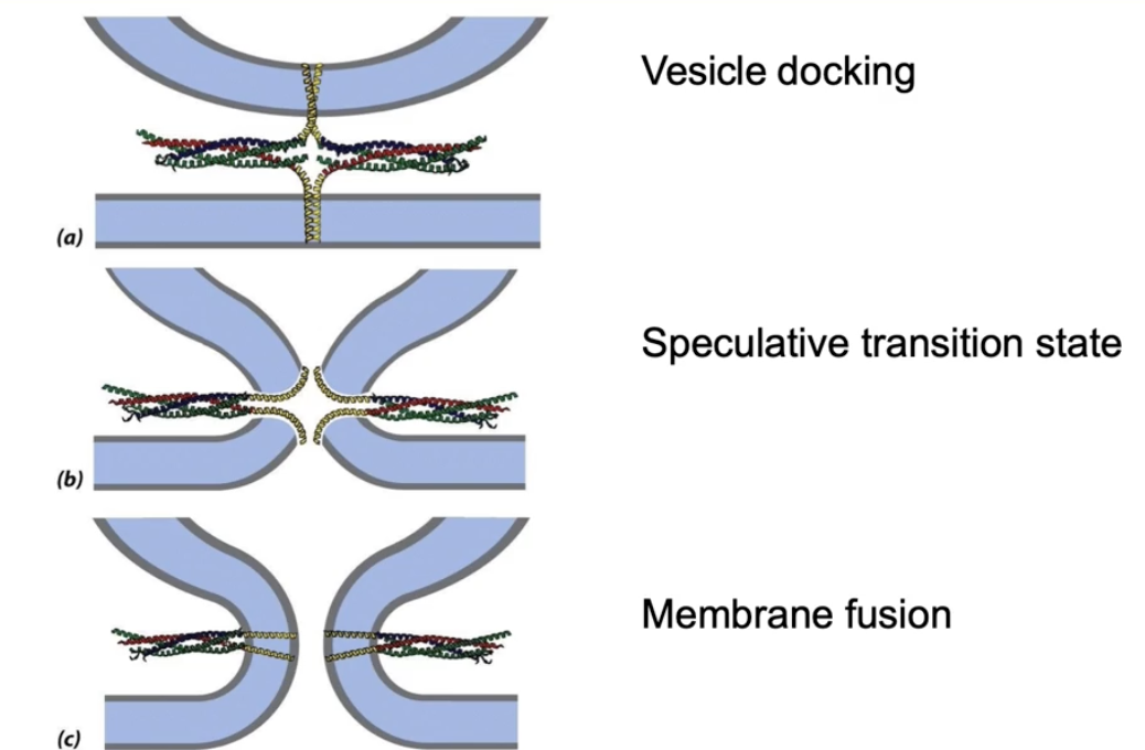 <ul><li><p>SNARE helices spiral tightly, pulling vesicle and target membranes close</p></li><li><p>Transmembrane domains pulled apart as cytosolic domains spiral</p></li><li><p>Membranes fuse by forming a hole where contents mix</p></li><li><p>Membranes reseal to become continuous, allowing cargo release</p></li></ul><p></p>