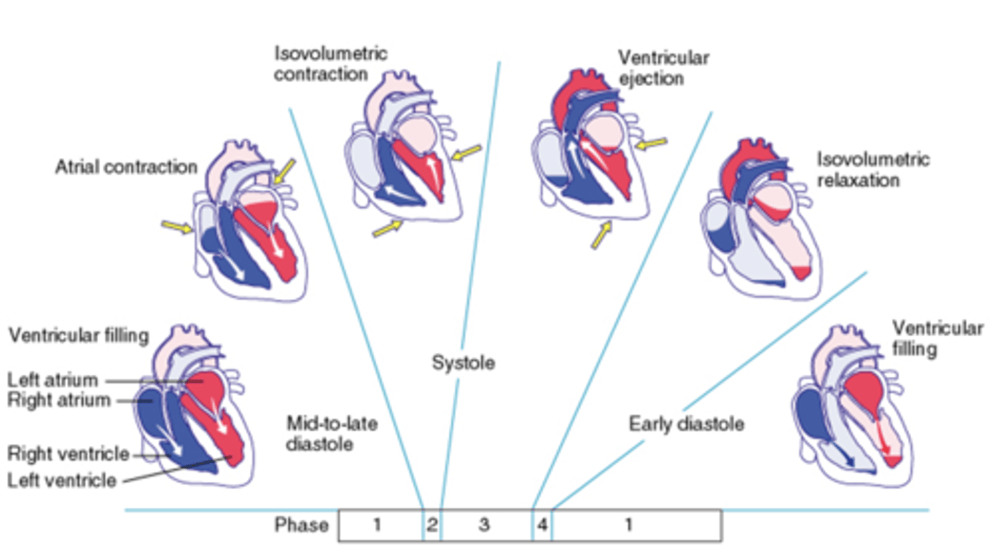 <p>1. Ventricular filling: mid-to-late diastole</p><p>2. isovolulmetric contaction, systole</p><p>3. ventricular ejection, systole</p><p>4 - isovolumetric relaxation, early diastole</p>