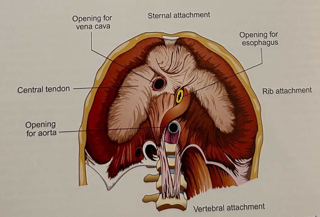 <ol><li><p>aortic hiatus: aorta carries oxygenated blood away from the heart.</p></li><li><p>esophageal hiatus: esophagus carrying food to stomach. </p></li><li><p>foramen vena cava: vein returning to heart. Inferior vena cava.</p></li></ol><p></p>