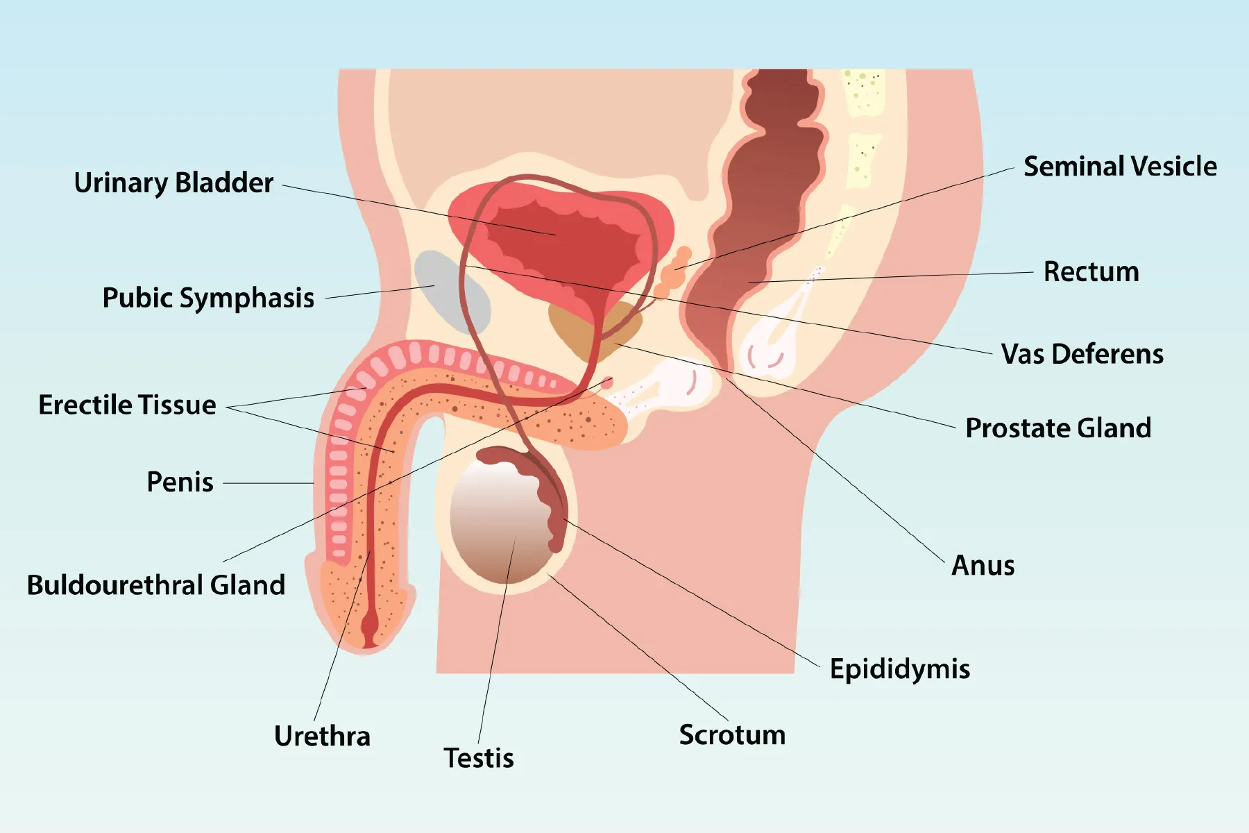 <p>Immature sperm are produced in the seminiferous tubules (small, coiled tubes in each testis). Once produced, sperm move to the epididymis, where they are stored. Sperm leave the epididymis through the vas deferens, the two vas deferens meet at the urthea. Glands secrete fluids that mix with sperm to create semen. Semen passes through the urethra by the process of ejaculation, urine is blocked shortltly before and after ejaculation. </p>