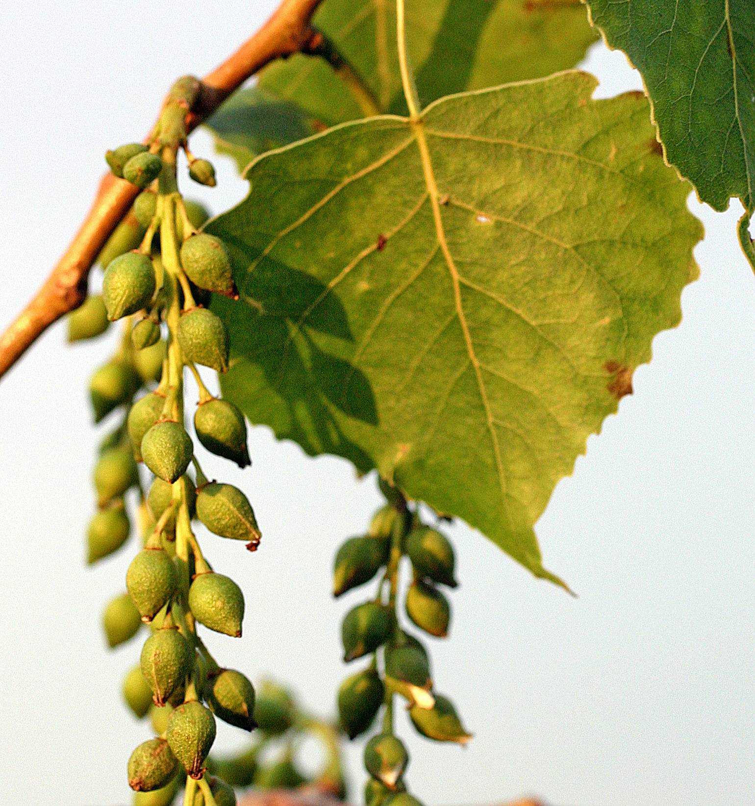 <p>Eastern Cottonwood</p>