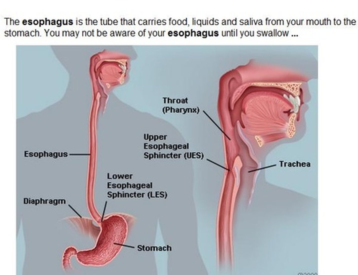 <p>short</p><p>eg. brachyesophagus</p>