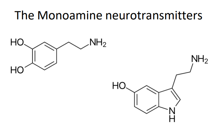 <p>The Monoamine Neurotransmitters</p>