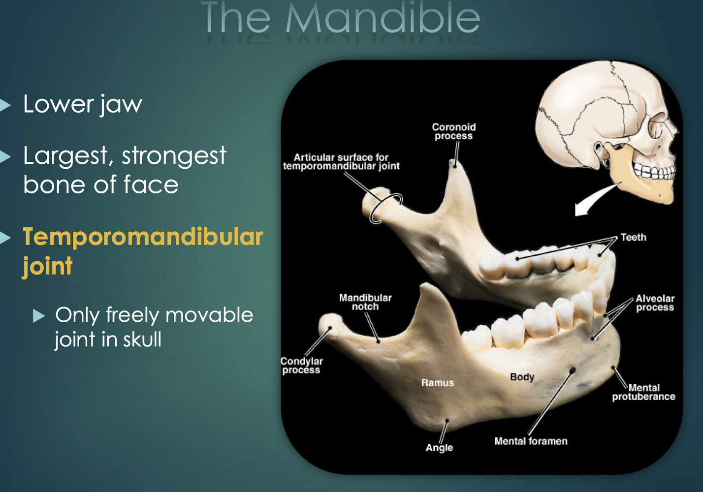 <p>Mandible</p>