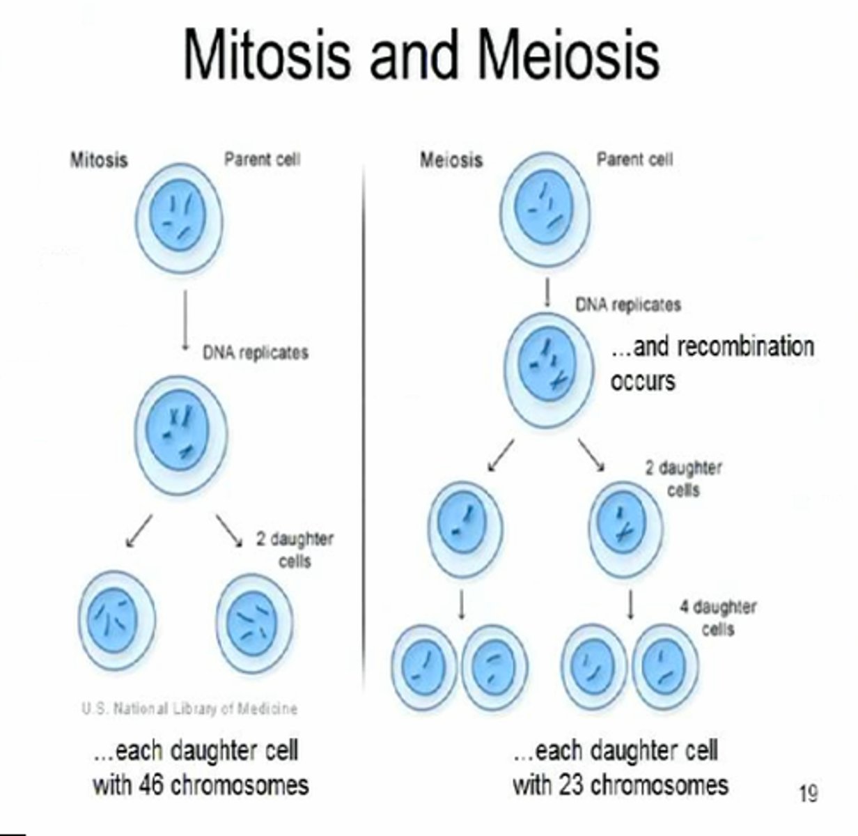 <p>Four, and they are not identical</p>