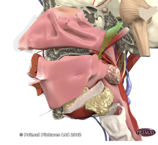 \
* Origin: sphenoid bone, 
* Insertion: aponeurosis of soft palate
* “Tenses” the palate
* Innervated by CN V trigeminal 