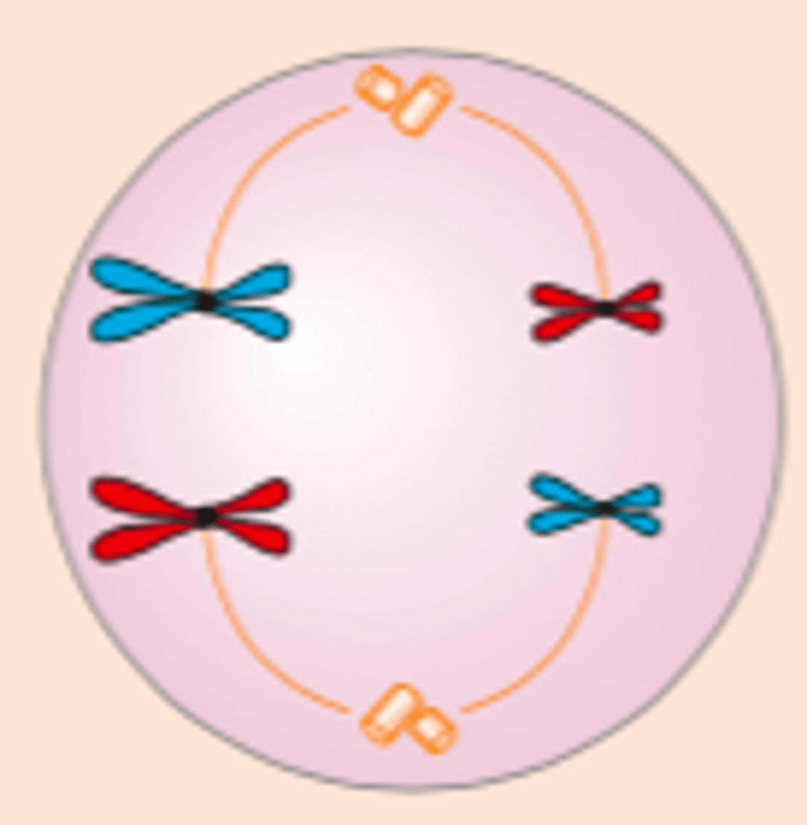 <p>Kromosomene trekkes av spindelen til hver sin pol</p>