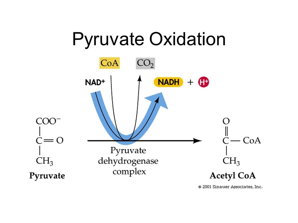 <p>acetyl group turns into acetyl-coA</p>