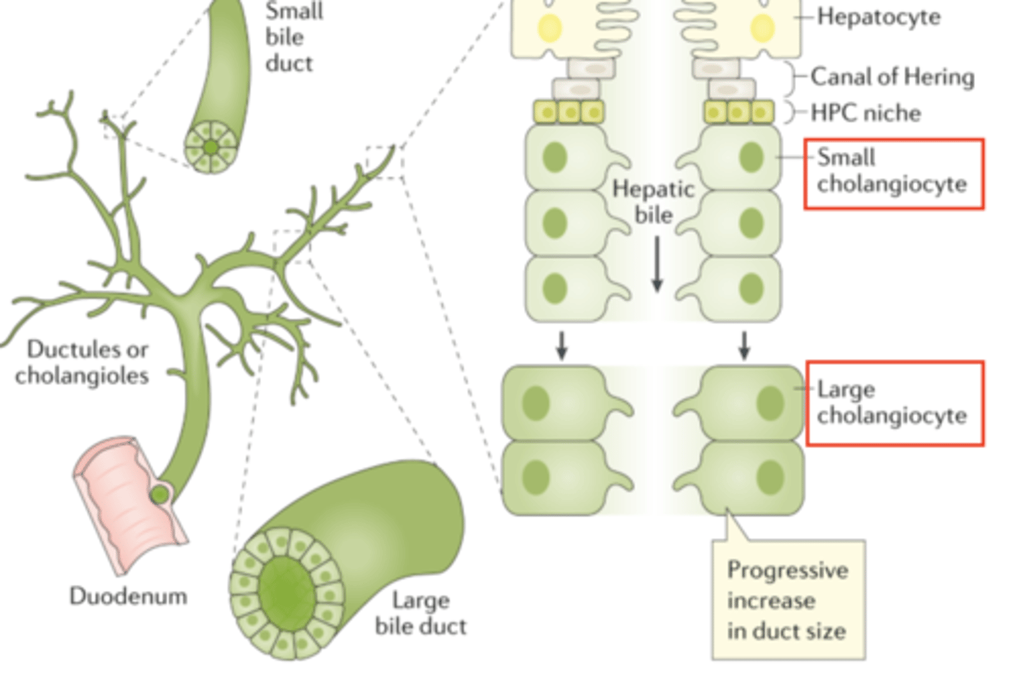 <p>Bile ducts are located in the portal areas of the liver and are composed of a single layer of cuboidal shaped cholangiocytes.</p>