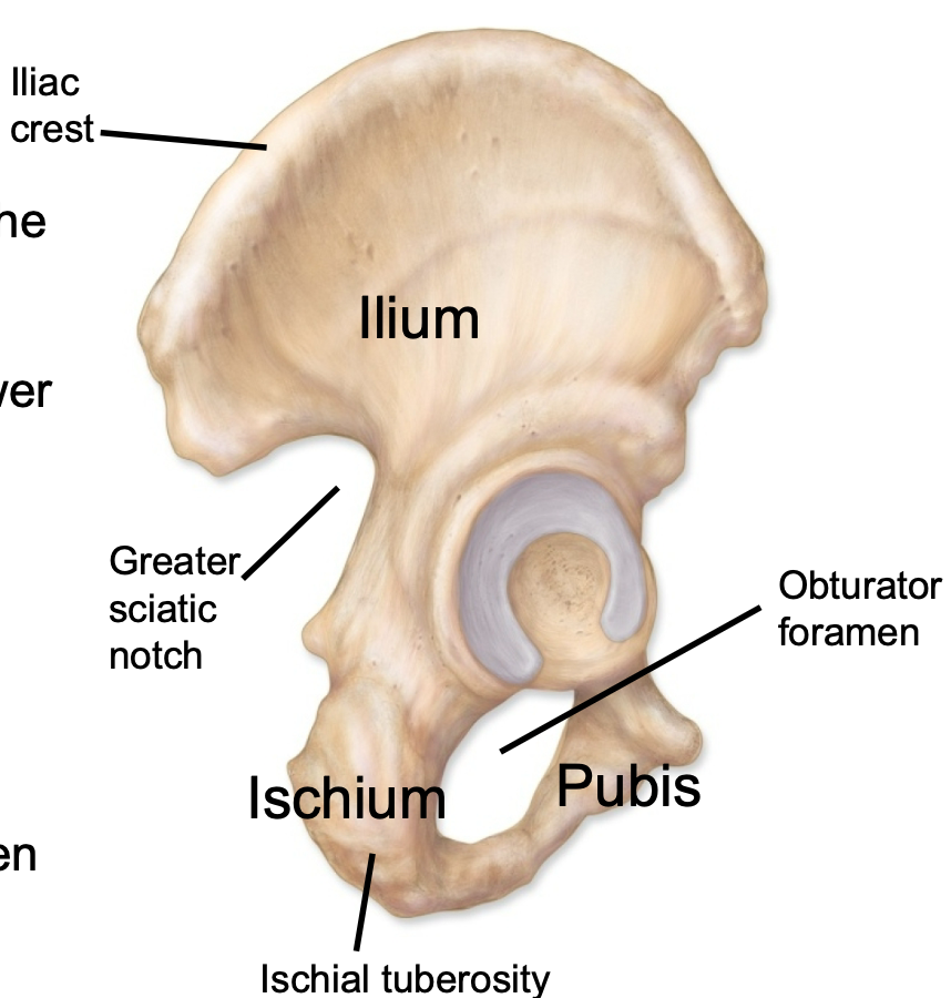 1. Appendicular skeleton 
2. Hip bone found in pelvis 
3. Along with the ischium contributes to obturator foramen