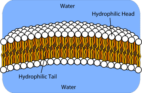 <p><span>Apply knowledge of the structure of phospholipids to the formation of membranes.</span></p>