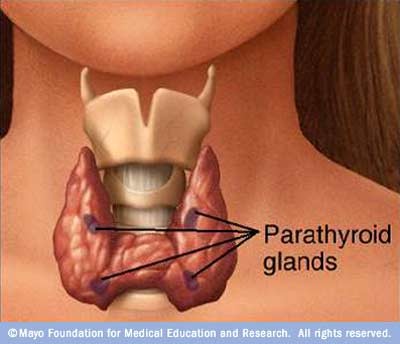 <p>Parathyroid hormone (PTH) stimulates osteoclasts to break down bone when the body senses blood calcium levels are too low.</p>