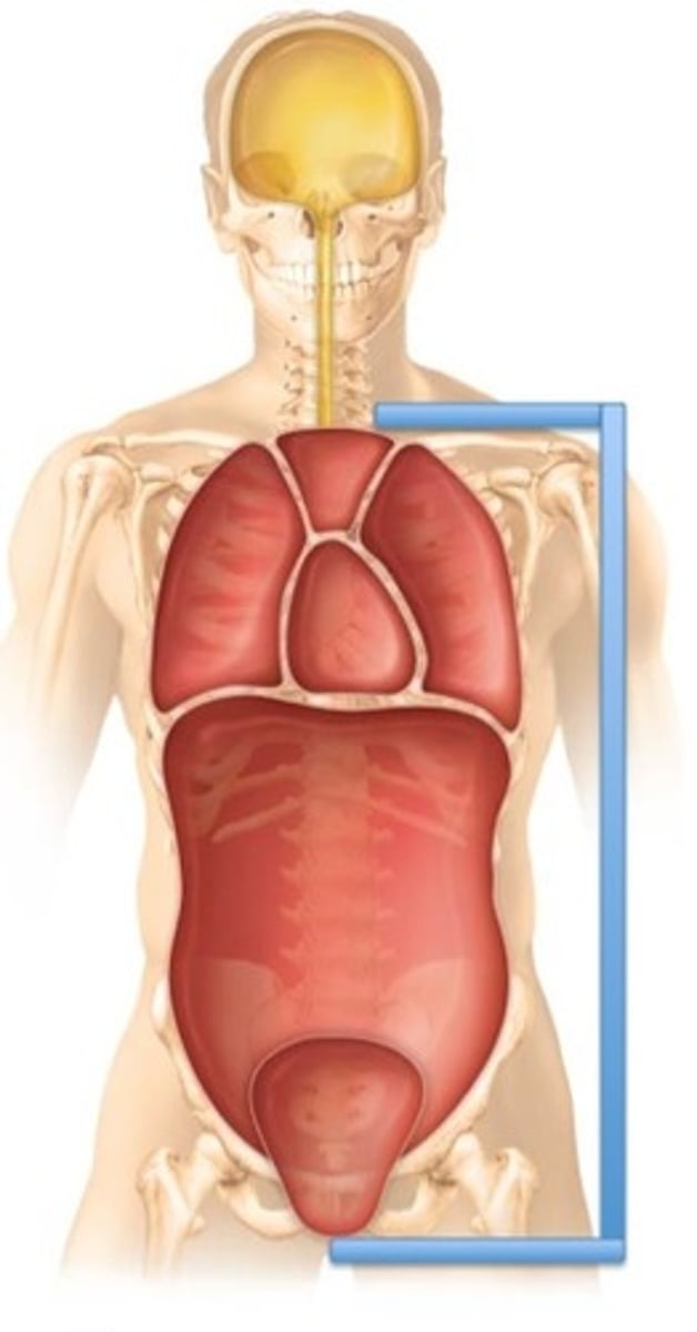 <p>Label the cavity in which the arrow is pointing.</p>