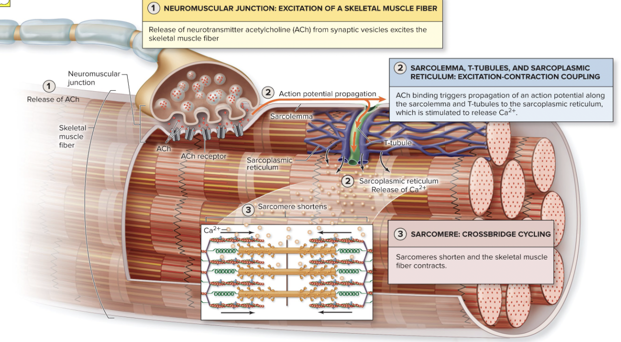 <p>Large influx of Na+ leads to….</p>