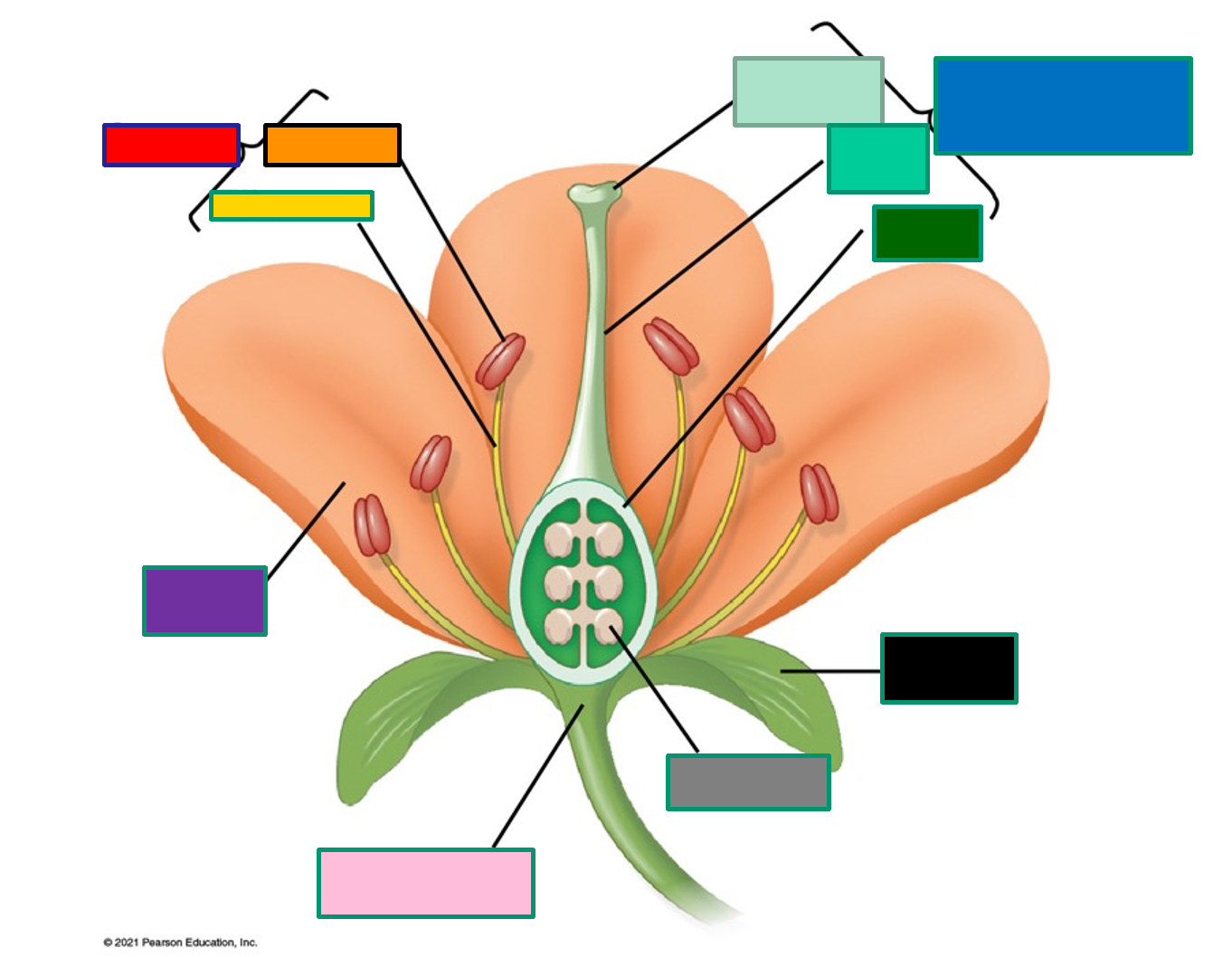 <p>Parts of a flower</p>