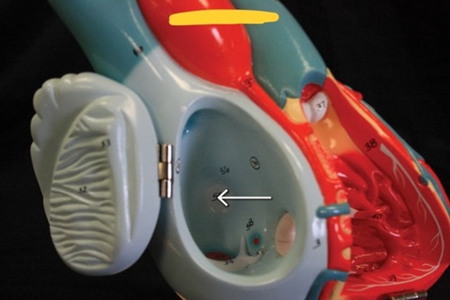 knowt flashcard image