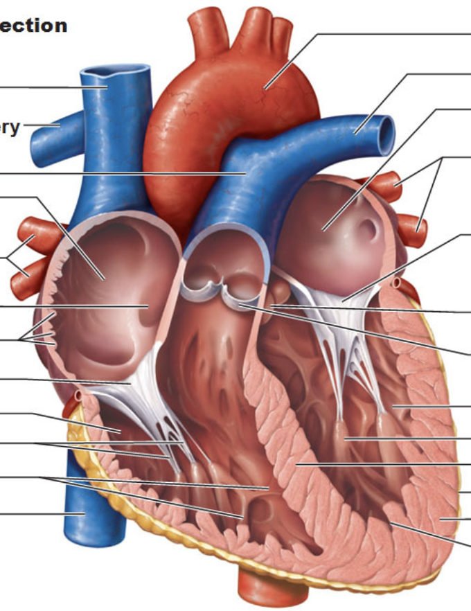 <p>Label heart.</p>