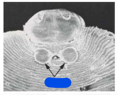 <p>spp</p><p>parts</p>