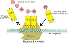 <p>1.mRNA moves from nucleus - cytoplasm.</p><p>2.rRNA is found in the ribosome.</p><p>3.mRNA moves into ribosome and forms a weak bond with the rRNA.</p><p>4.tRNA is found in the cytoplasm. tRNA contains an anticodon attached to an amino acid.</p>