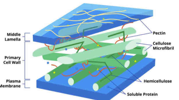 <p>Cellulose Fibers</p>