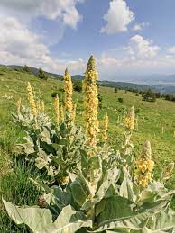 Mullein Spike