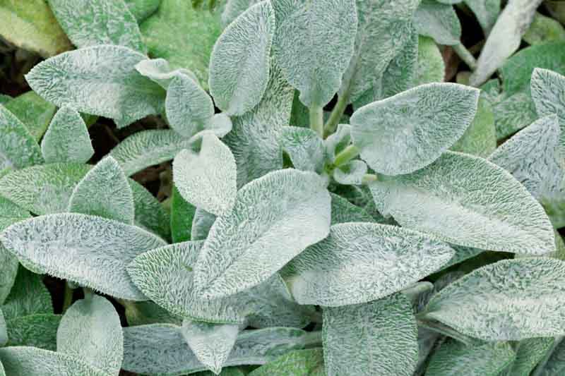 <p>A groundcover with velvety, silvery foliage forming a soft, woolly mat.</p>