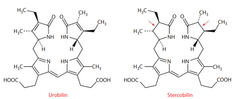 Urobilinoids: urobilin and stercobilin. Arrow, site of reduction.