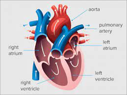 <p>Left Ventricle (function #1)</p>