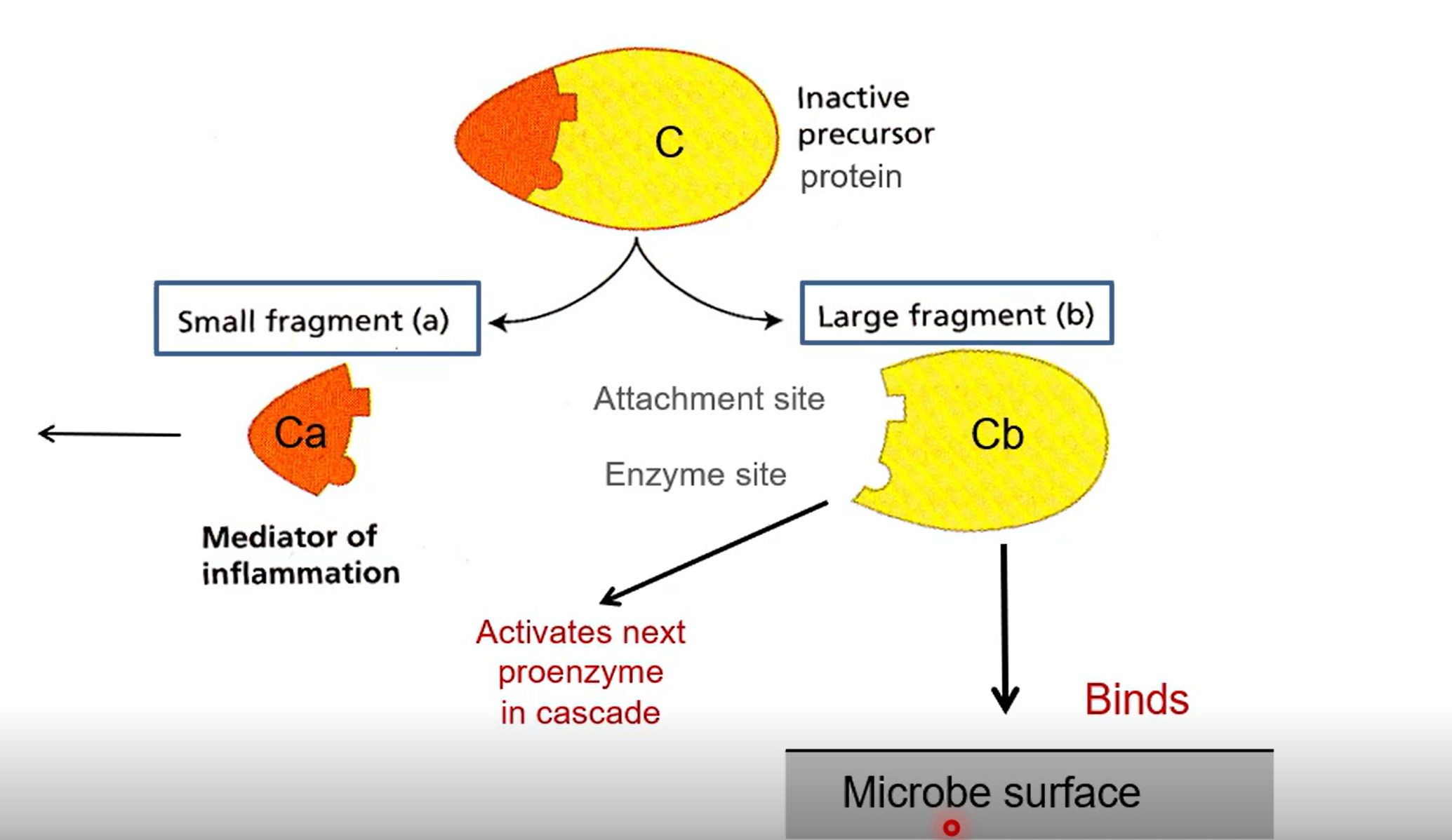 <p>Start off as inactive pro-enzymes made of two parts (a and b)</p><p>A causes inflammation by attracting innate cells like neutrophils</p><p>B sets off the next enzyme in the cascade, or binds to the surface of the microbe</p>