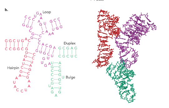 <p>cleaves nucleic acids </p>
