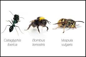 <p>bees, ants, and wasps</p>