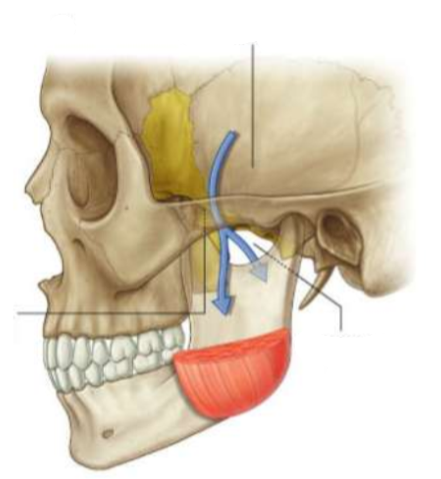 <p>What area is the blue arrow going through?</p>