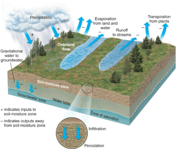 <ul><li><p>Upon infiltration: transpiration by plants → returns to atmosphere</p></li><li><p>May percolate downwards</p></li><li><p>Water percolating down can join the groundwater (saturated zone of soils &amp; bedrock)</p></li></ul><p></p>