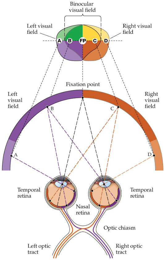 <ul><li><p>nasal retina of left eye</p></li><li><p>temporal retina of right eye</p></li><li><p>all axons go through right optic tract</p></li></ul><p></p>