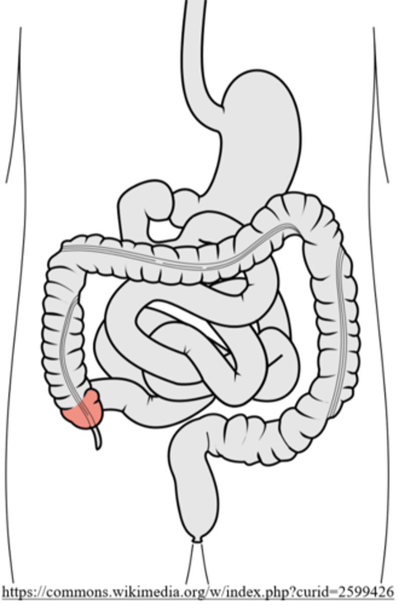 <p>cecum</p>