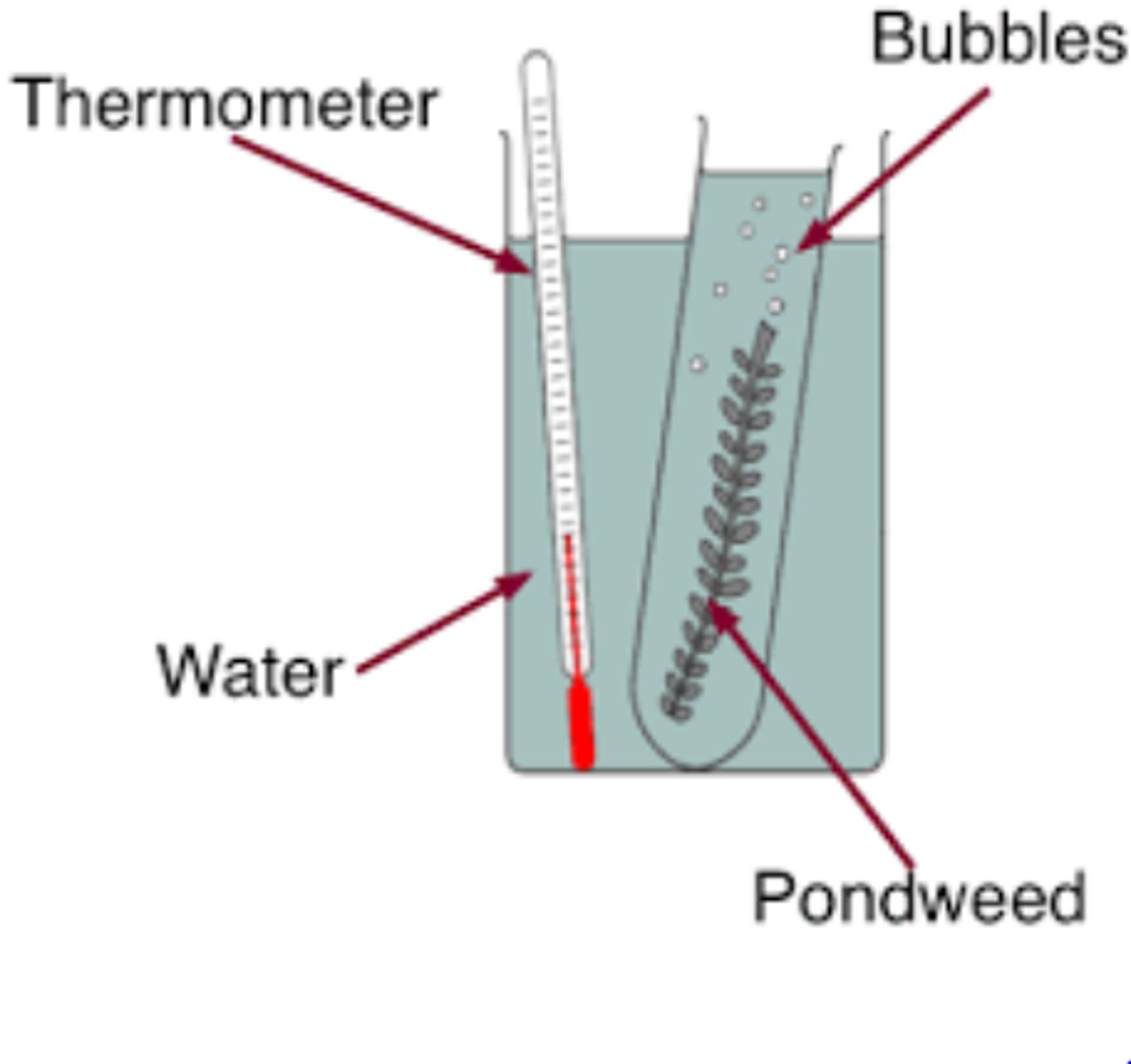 <p>Aquatic plants produce observable bubbles of oxygen when photosynthesising near light</p>