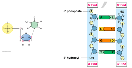 <p>Phosphate group (‘5), Deoxyribose (Sugar), Nitrogenous base (Adenine, Thymine, Cytosine, Guanine). For RNA it is the same, but with ribose instead and Uracil instead of Thymine. Covalent bonds hold the phosphate group and sugar together, while hydrogen bonds hold the nitrogenous bases together. </p>