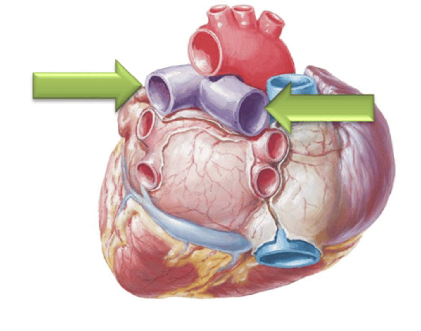 <p>Blood will flow through the Pulmonary Trunk which bifurcates into the left and right ___ ___. </p>
