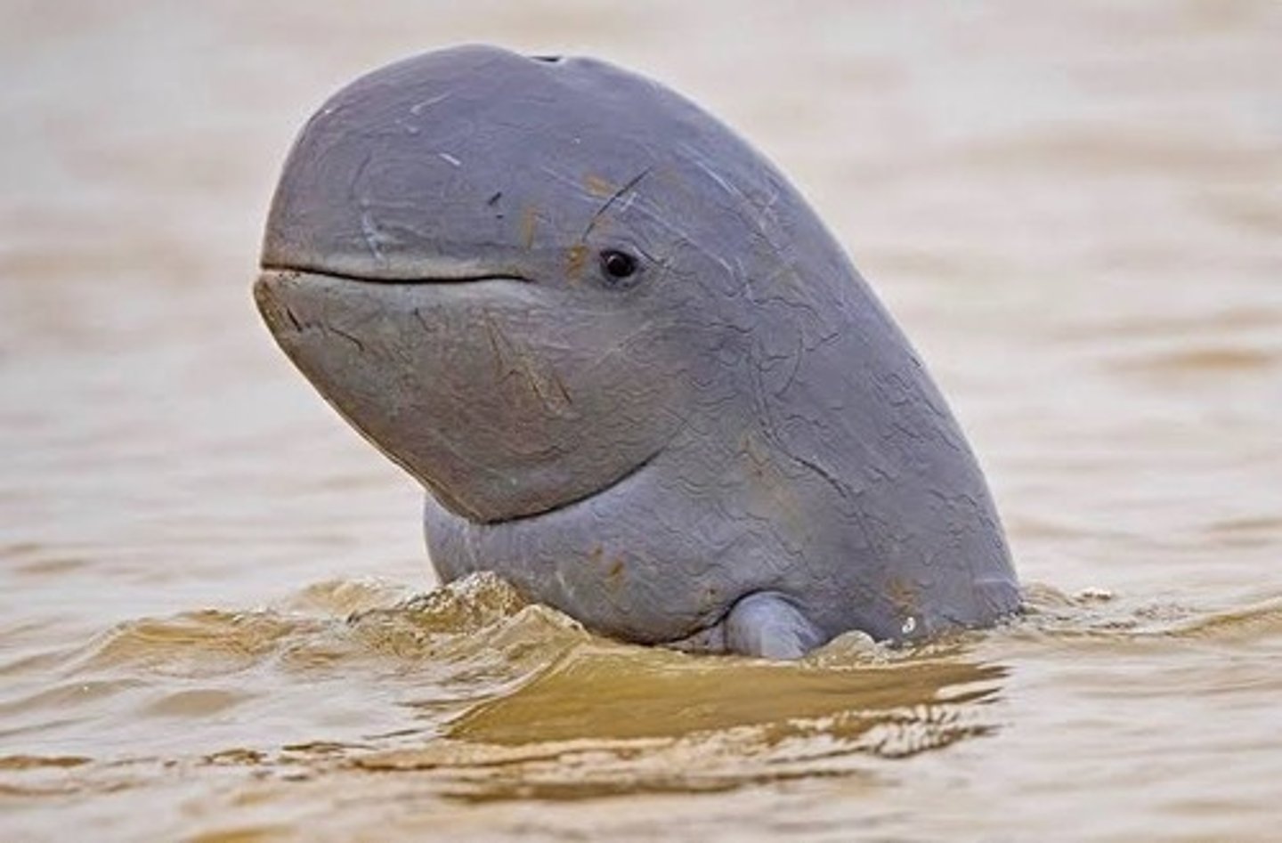 <p>Brackish water habitat</p>