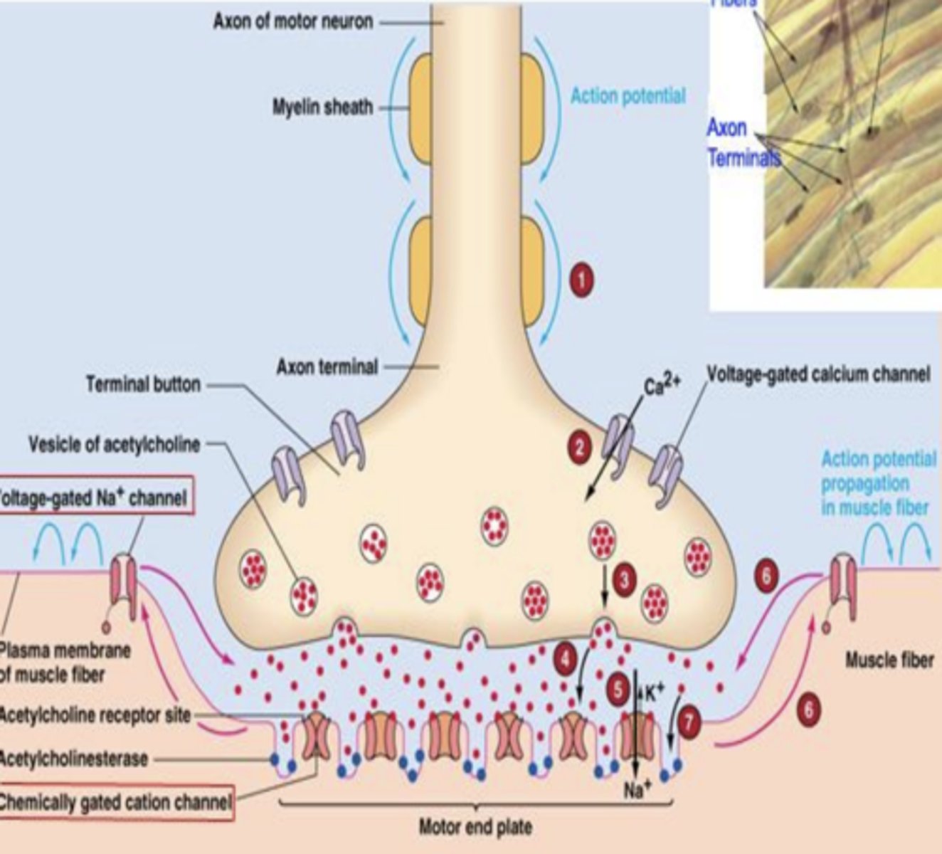 <p>1) Action potential (AP) travels down axon.</p><p>2) Voltage-gated Ca++ channels open with detection of AP depolarization.</p><p>3) Ca++ allows vesicles to release Ach</p><p>4) ACh crosses synapse and activates muscle-type ligand-gated nicotinic receptors with Na+ channels.</p><p>5) Na+ crosses channel, enters motor end plate, and depolarizes cells</p><p>6) Depolarization activates voltage-gated Na+ channels causing an end plate potential (EPP)</p><p>7) End Plate Potential spreads quickly across and into muscle tissue, allowing muscle to contract</p>