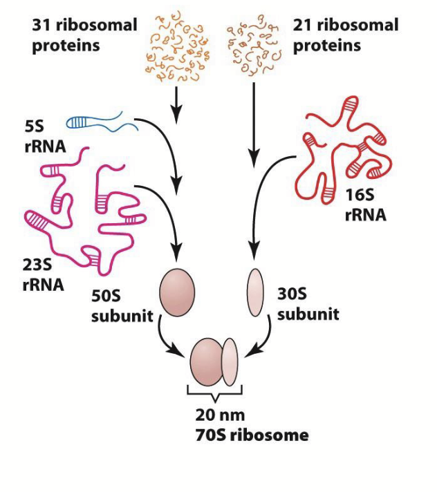 <p><strong>31 ribosomal proteins and 21 ribosomal proteins.</strong></p><p>31 ribosomal proteins + 5S rRNA + 23S rRNA = 50S subunit.</p><p>21 ribosomal proteins + 16S rRNA = 30S subunit.</p><p><strong>50S subunit + 30S subunit = 20 nm 70S ribosome.</strong></p>