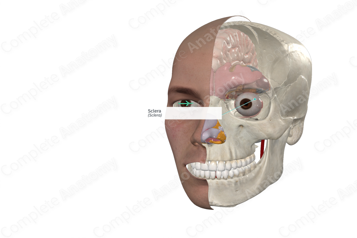 <p>Posterior opaque (white) part of the fibrous tunic. It receives the tendons of the muscles of the eyeball.</p>