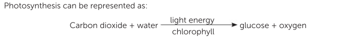 <p>Plant cells have specialised organelles called chloroplasts that contain the pigment chlorophyll, which enables photosynthesis to occur. This pigment is able to absorb most of the wavelengths in sunlight. Photosynthesis in green plants makes greatest use of the red and blue wavelengths of light to produce carbohydrates. The essential inorganic raw ingredients for synthesis of carbohydrate (an organic food) are water and carbon dioxide, and they are usually in plentiful supply. </p>