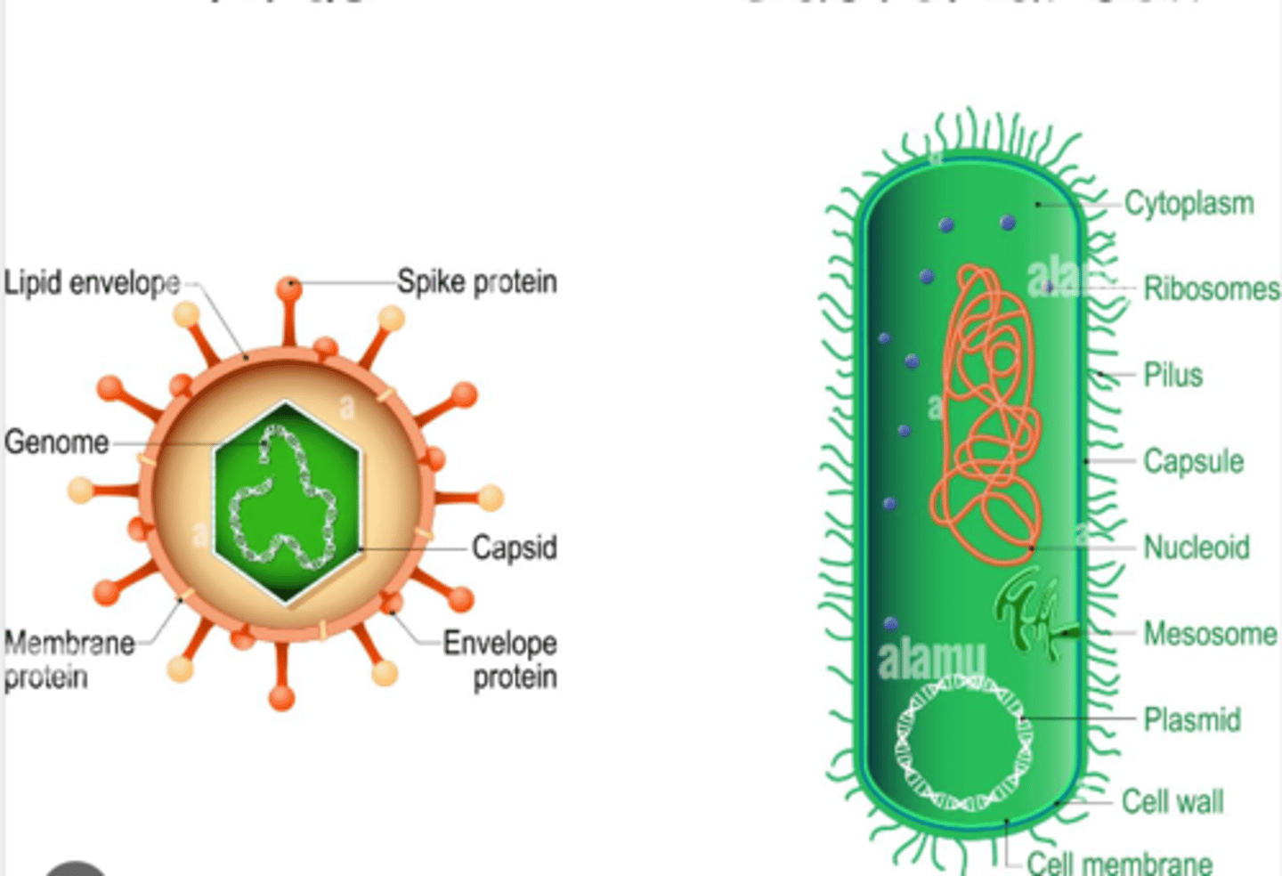 <p><u>Virus</u></p><ul><li><p>Lipid envelope ---- <em>allows viruses to easily enter a cell by fusing of membranes</em></p></li><li><p>Spike protein ---- <em>helps viral entry, binds to cell receptors</em></p></li><li><p>Protein capsid ---- <em>protects genetic code</em></p></li><li><p>Nucleic acids (DNA or RNA)</p></li><li><p><strong>NON LIVING</strong></p></li></ul><p><u>Bacteria</u></p><ul><li><p>Cell wall</p></li><li><p>Cell membrane</p></li><li><p>Mesosome ----<em>contains enzymes for cellular respiration</em></p></li><li><p>Plasmid ---- <em>contains genetic code for antibiotic resistance</em></p></li><li><p>Pilus/Pili ----attach to other bacterial cells for exchange of plasmids</p></li><li><p>Cytoplasm</p></li><li><p>Ribosomes (70s)</p></li><li><p>Slime capsule ----- <em>protects cell from physical/chemical attacks, </em>helps the cell retain moisture and adhere to surfaces.</p></li><li><p>Circular nucleic acids (DNA)</p></li><li><p>Does not have histone proteins</p></li><li><p>DNA is within the cytoplasm, no membrane surrounding it</p></li><li><p><strong>PROKARYOTES</strong></p></li></ul>