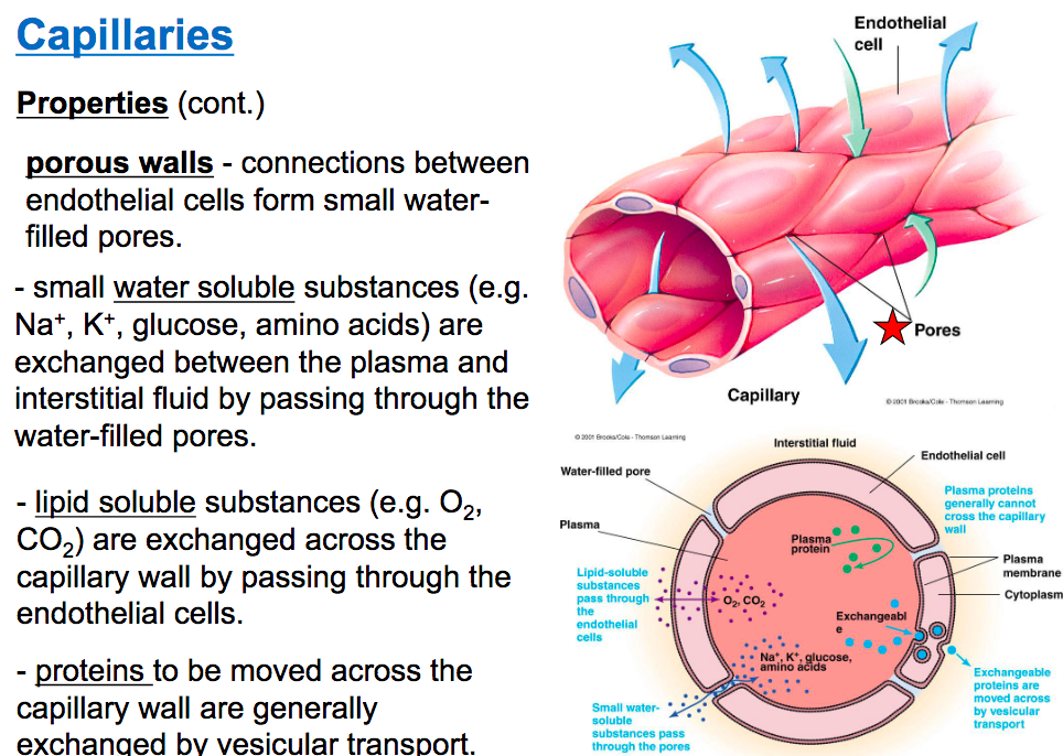 <p>extremely small blood vessels that serve to exchange materials with blood and tissue</p><p>-large volume of blood avaliable to distribute, large surface area, and low velocity of blood flow</p><p>-smalll water filled pores between capillaries and endothelial cells are called porous walls -in these water pores Na, K, glucose is exhanged . </p><p>-lipid soluable substances o2, co2, pass from cappilariy wall to the endotheilial cell</p><p>-proteins cannot cross the capillary wall but they can be exhanged via vesicular transport to leave to the endotheilial cells</p>