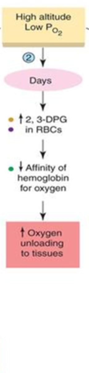 <p>- increase in 2,3- DPG --&gt;</p><p>- decreasing Hgb affinity for O</p><p>- <span style="text-decoration:underline">better </span><strong><span style="text-decoration:underline">unloading</span></strong> of oxygen at <strong>tissues</strong></p>