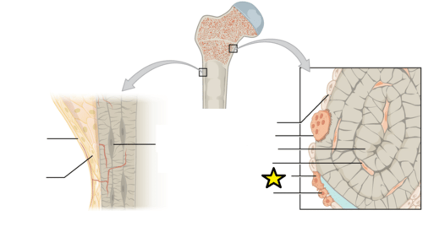 <p>Undifferentiated cell with high mitotic activity; the only bone cells that divide; they differentiate and develop into osteoblasts</p>