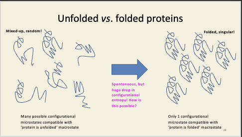 <ul><li><p>unfolded = many microstates can be compatible </p></li><li><p>folded = only one possible configuration of microstate is compatible with this enzyme</p></li></ul><p></p>