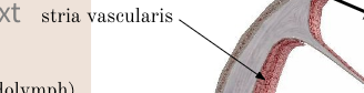<p><span>stria vascularis</span></p>