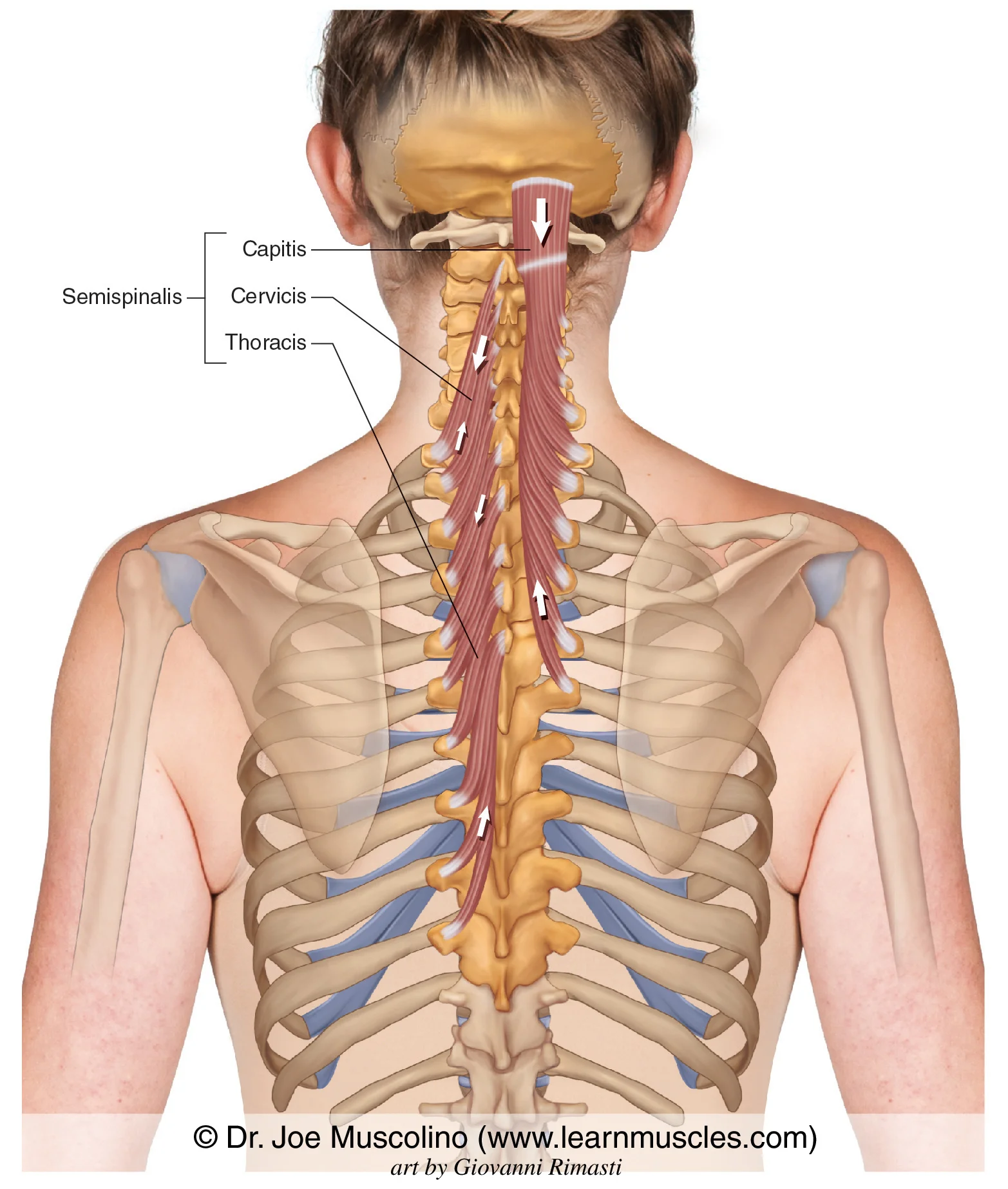 <p>Semispinalis(Capitis, Cervicis, and Thoracis) (Intrinsic Back Deep Muscle) [Suboccipital TRIANGLE Structure] [Roof]</p><p>Origin?</p><p>Insertion?</p><p>Action?</p><p>Innervation?</p>